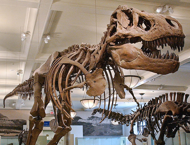 Natural History Museum em Londres Natural History Museum em Londres