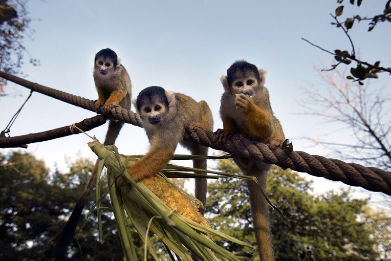 Zoo de Londres Zoo de Londres