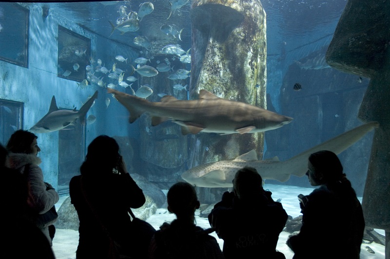 Aquário Sea Life em Londres Aquário Sea Life em Londres
